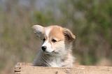 CORGI PEMBROKE 1346